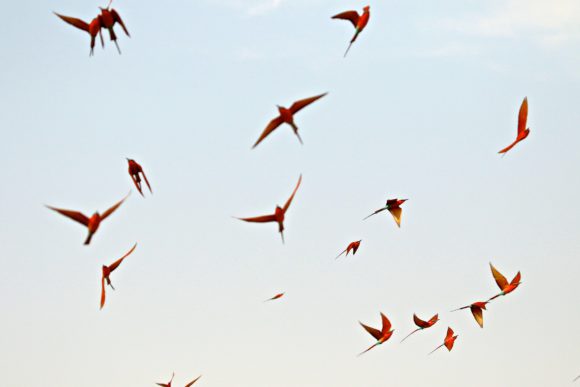 Carmine Bee Eaters in the sky.