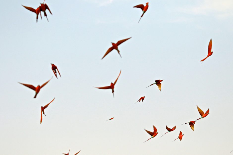 A Zâmbia é abençoada com uma incrível variedade de pássaros. Um destaque pessoal foram os rebanhos de Carmine Bee-Eaters.