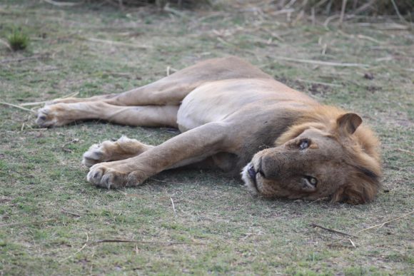 lion resting in Zambia