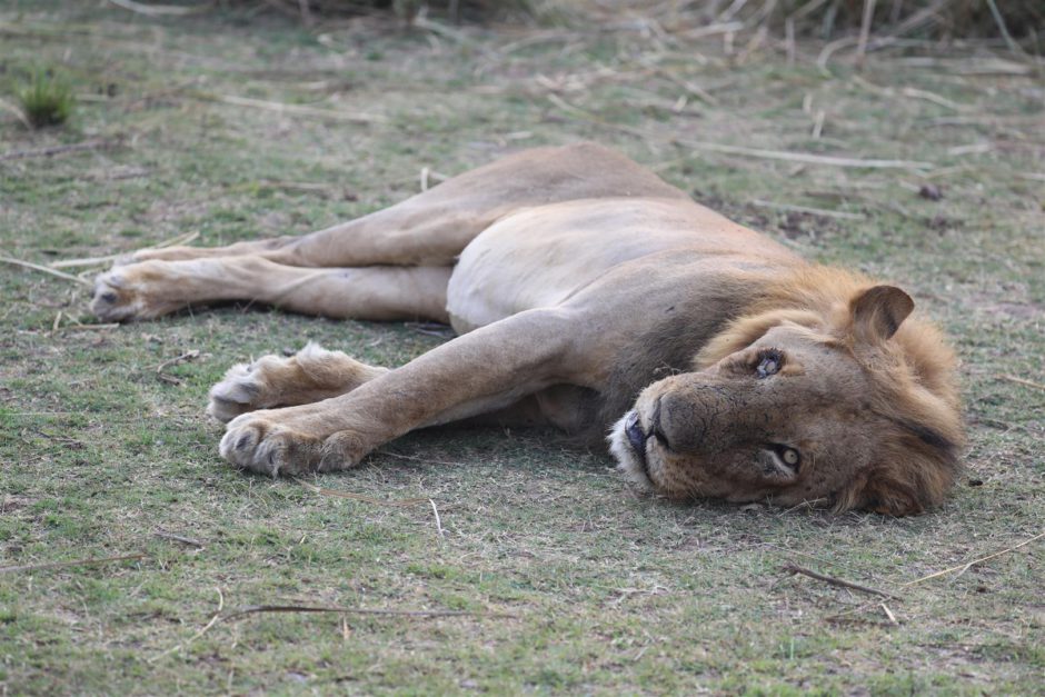 Avistamentos íntimos dos Big 5 (os 5 maiores) são quase garantidos ao visitar a Zâmbia.