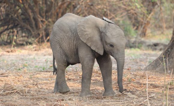 young elephant in Zambia