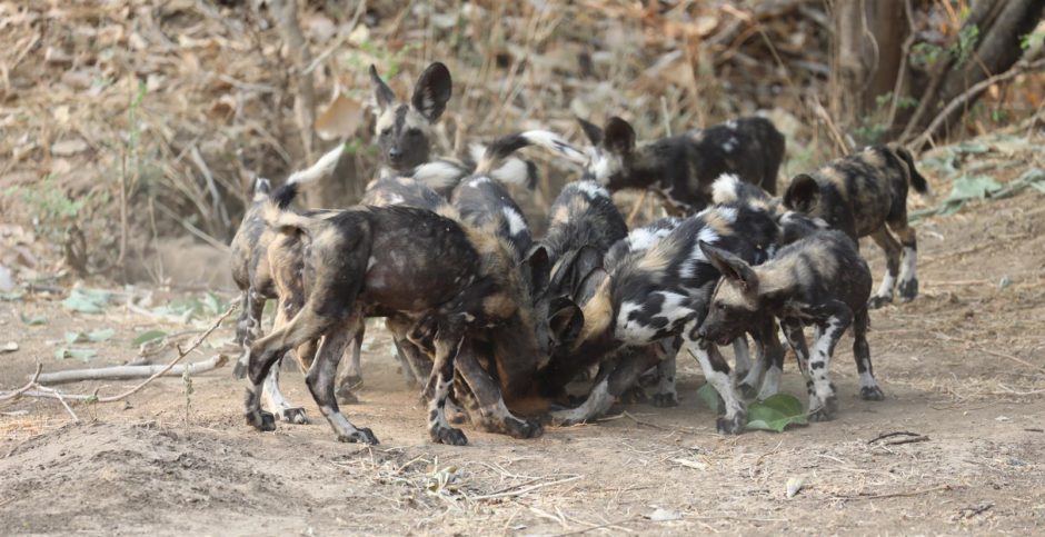 Os jovens em uma matilha de cães selvagens lutam pelos restos que sobraram após uma matança.