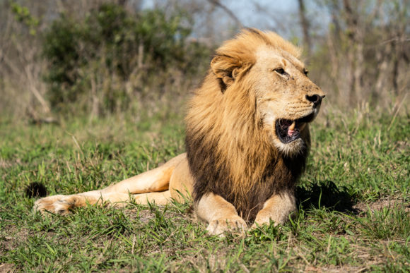 Avoca Male at Silvan Safari.