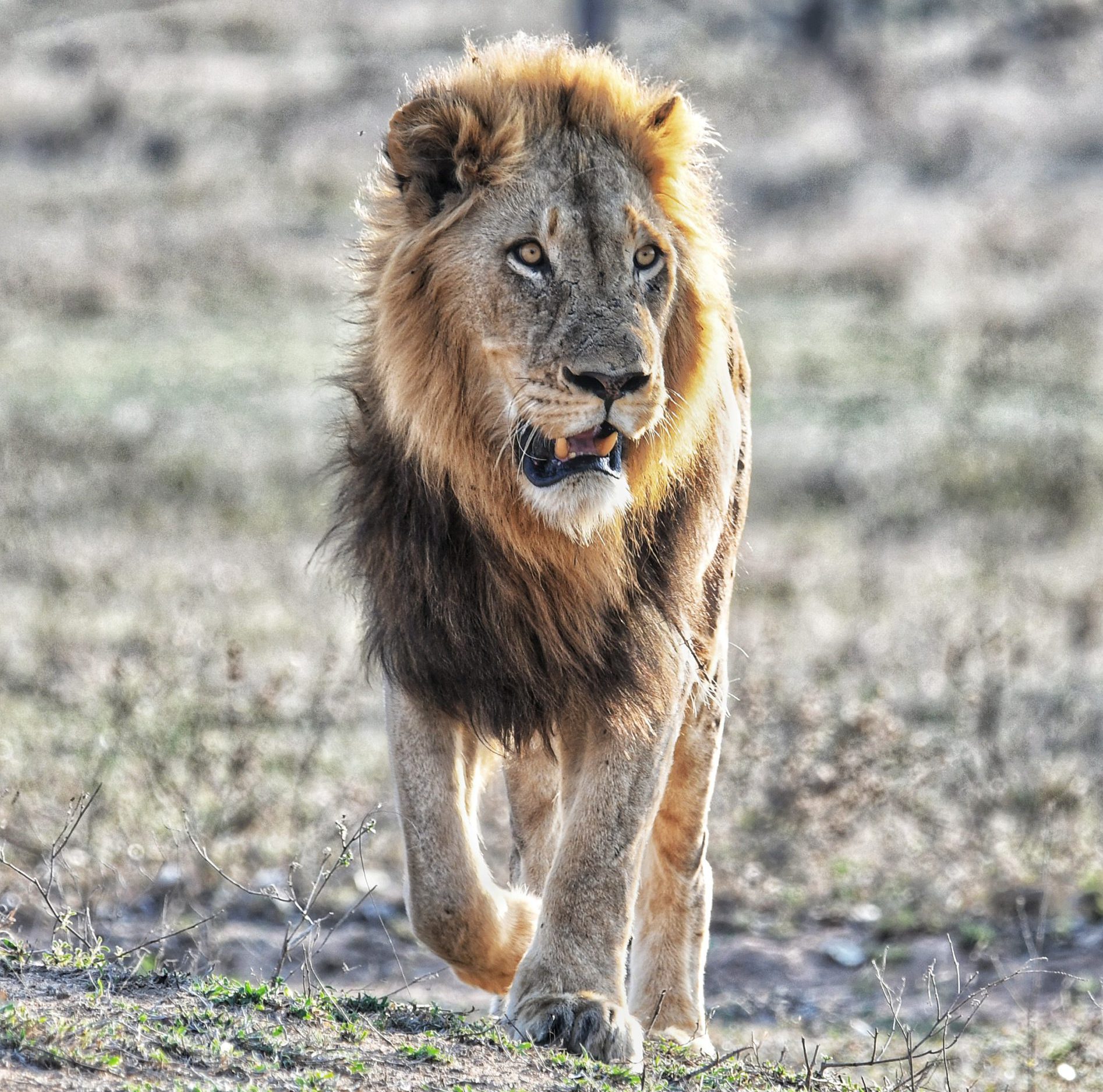 Blondie- Northern Avoca - male lion of Silvan