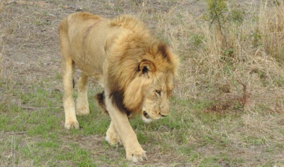 Blondie - one of the Northern Avoca male lions of Silvan