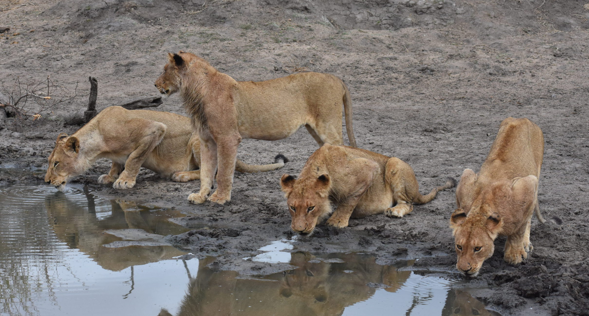 Nkuhuma pride - lions of Silvan