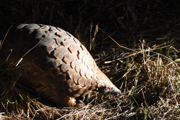 Pangolin at Silvan Safari