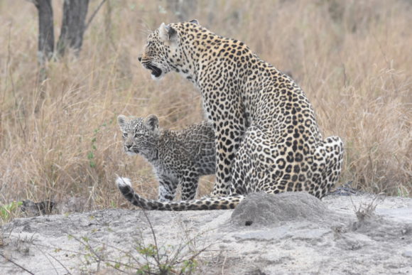 Kuchava and her cub at Silvan