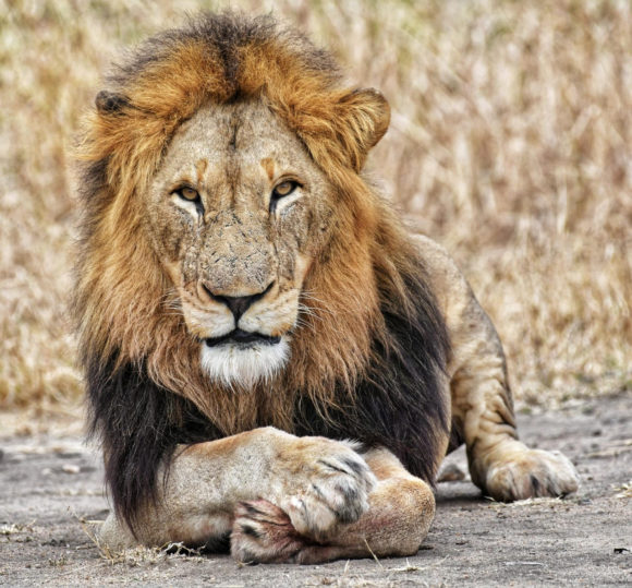 Dark Mane - Northen Avoca - male lions of Silvan