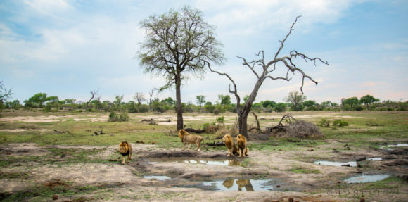 Ndhzenga Male Lions at Londolozi