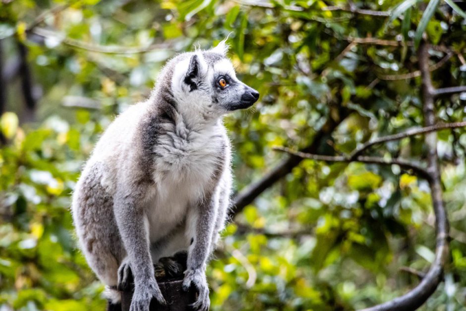 Ein Lemur im Monkeyland bei Plettenberg Bay