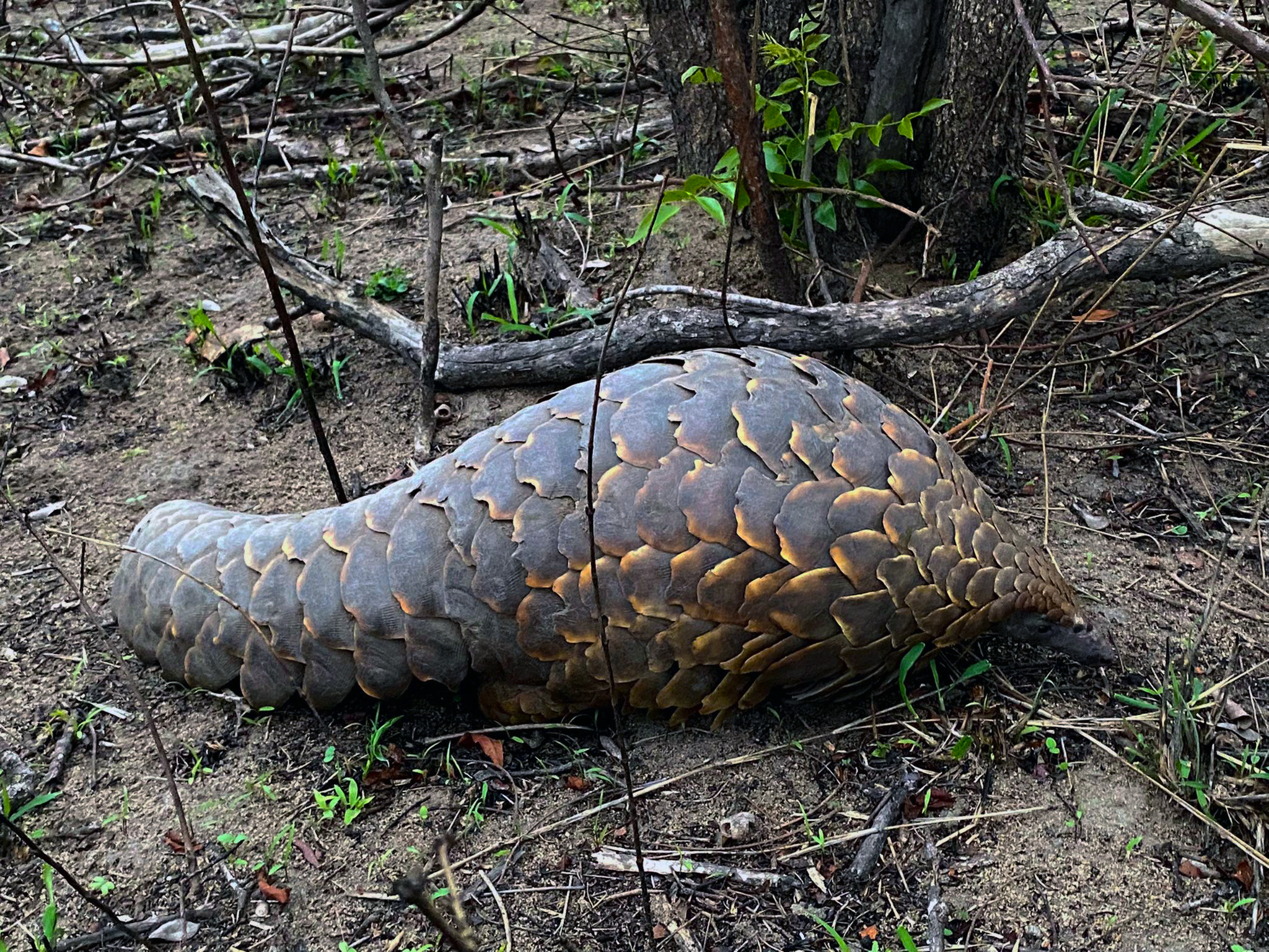 pangolin sighting at Silvan Safari