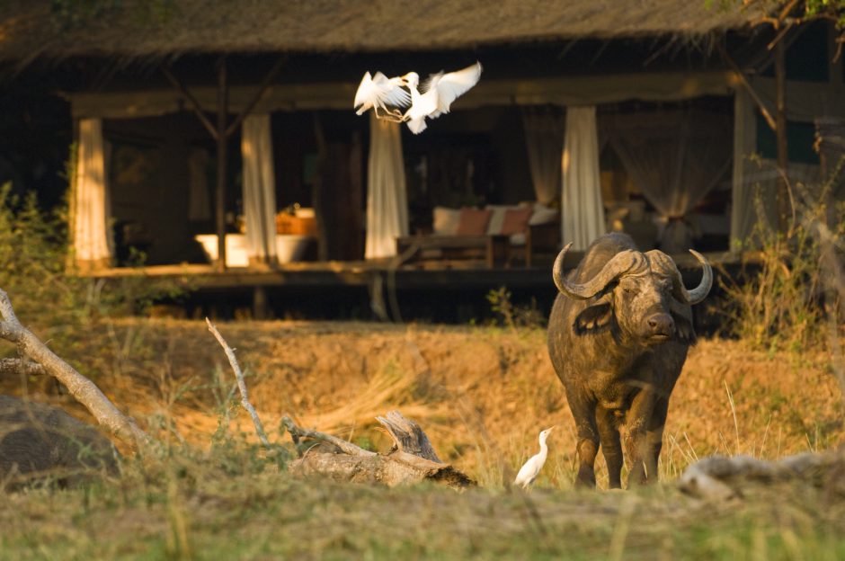 A localização ribeirinha do Chiawa Camp coloca você entre a abundante vida selvagem do Parque Nacional do Baixo Zambeze.