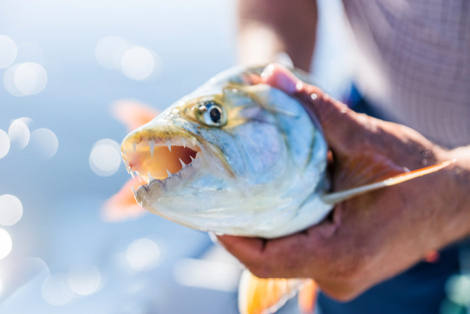 Os peixes tigre são mundialmente conhecidos entre os pescadores por sua natureza agressiva e sua luta constante.