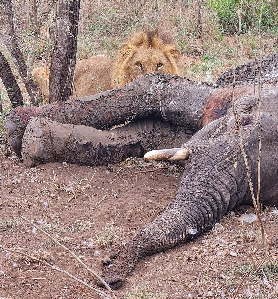 lion peeking over elephant carcass at Silvan Safari