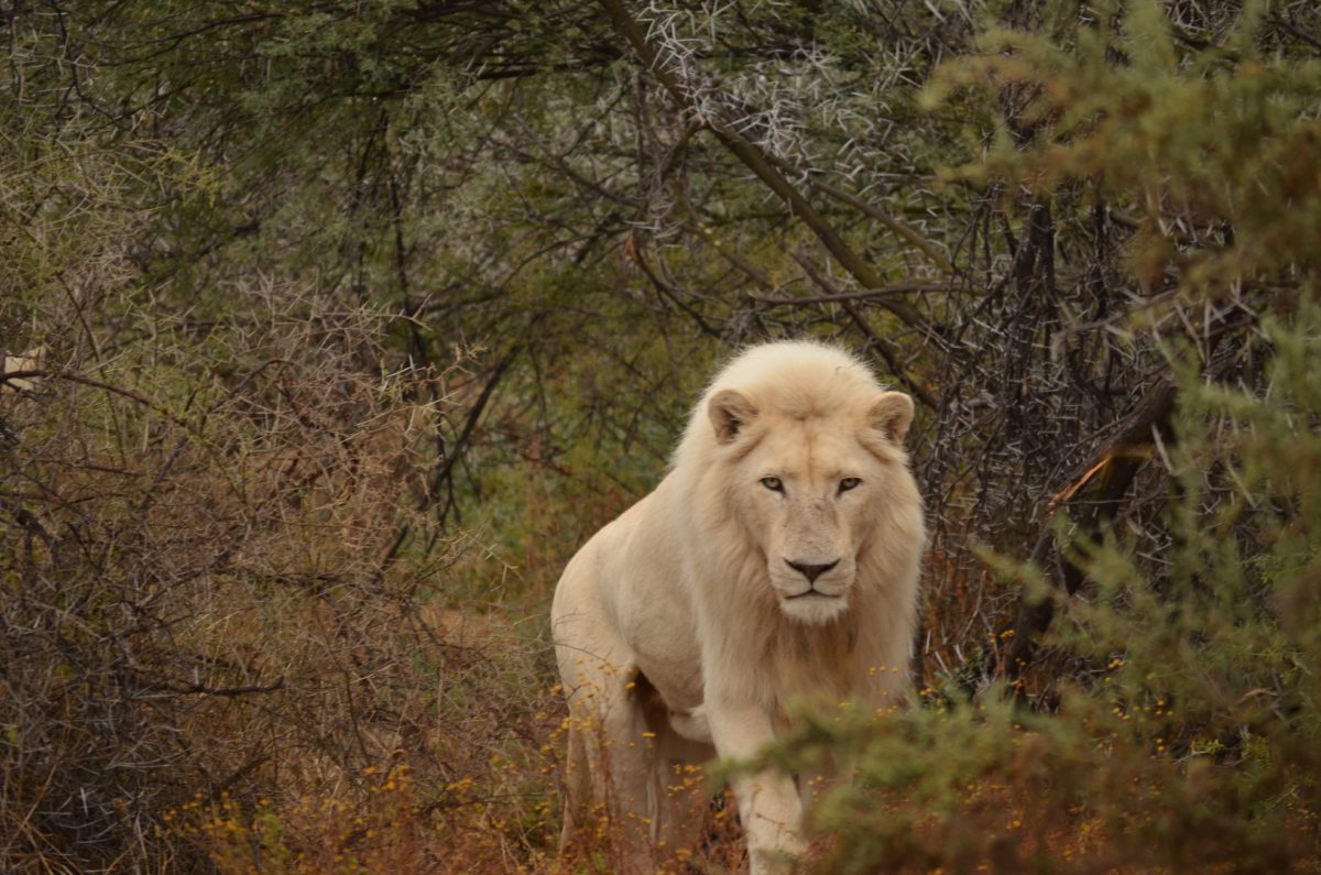 A white lion approaches at Sanbona