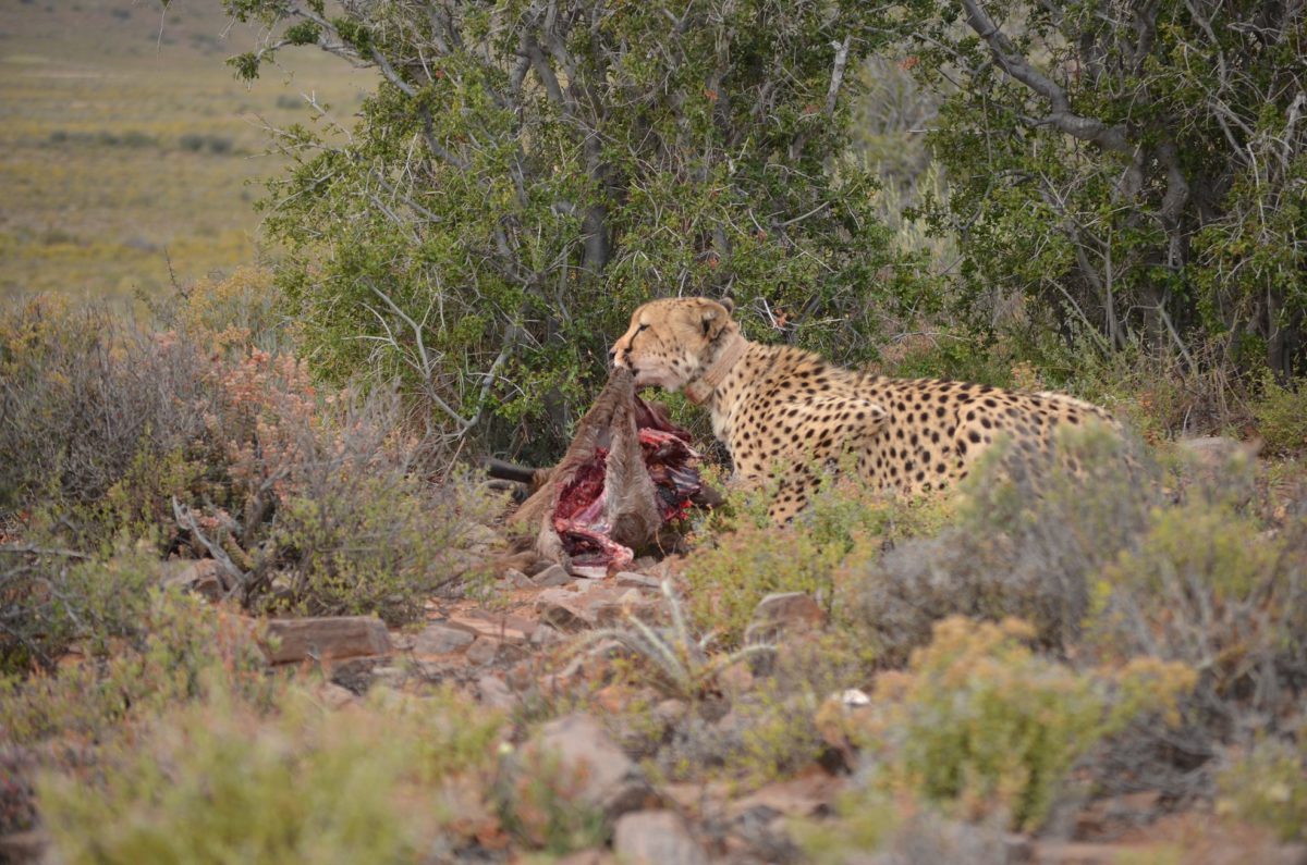 Cheetah feasting on a carcass at Sanbona