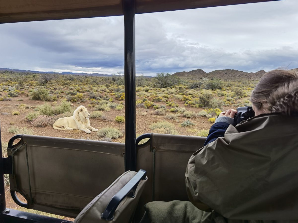 White lion next to safari vehicle at Sanbona WildlifeReserve