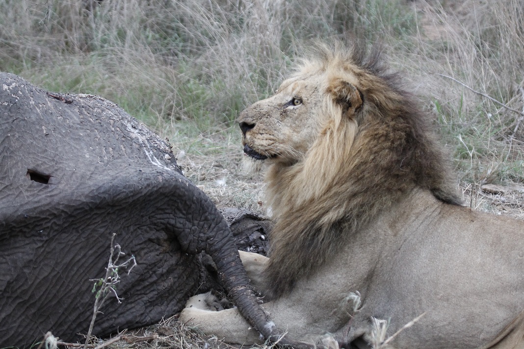 Lion guarding elephant carcass at Silvan Safari