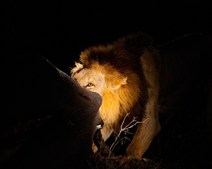 lion at Silvan Safari feasting on elephant carcass at night