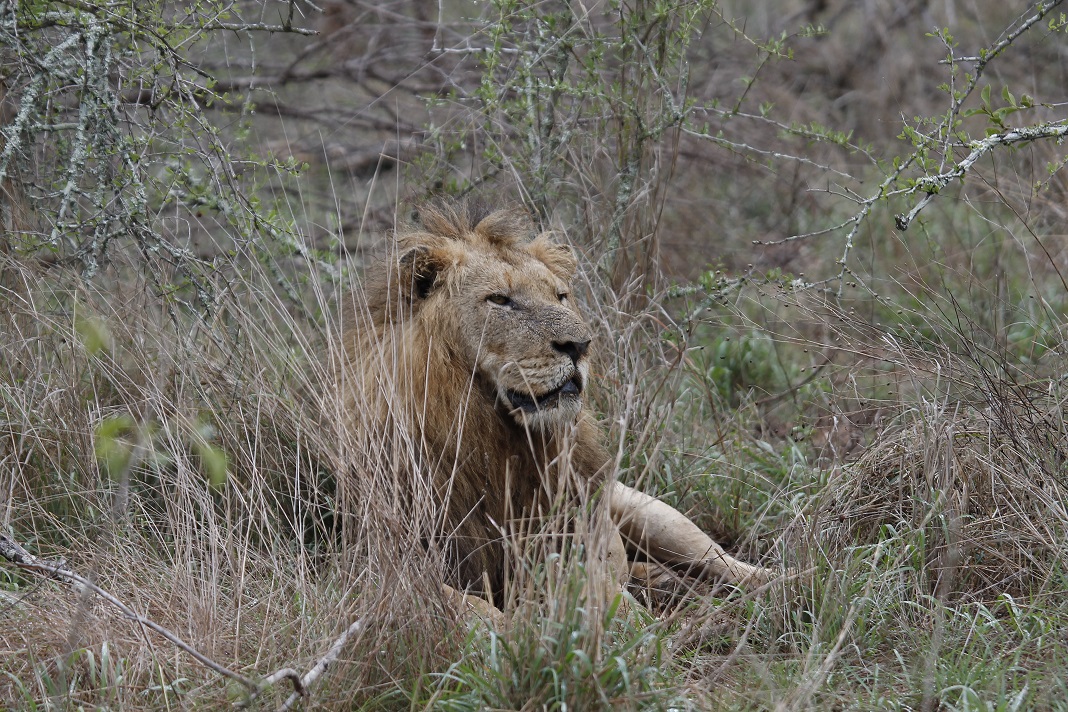 Lion at Silvan Safari looking out into the distance