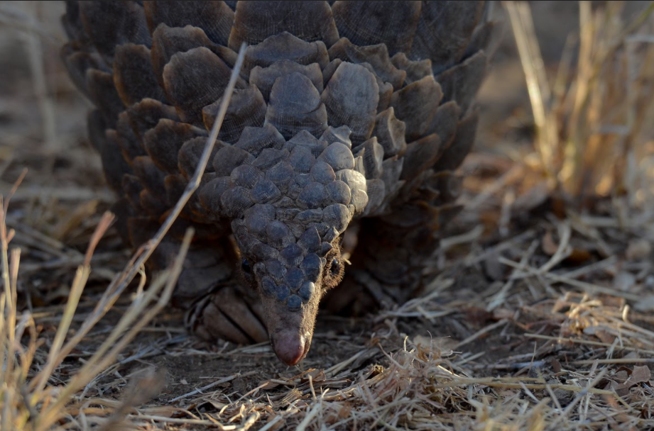 El pangolín se enfrenta a un futuro incierto a menos que se realicen esfuerzos de conservación drásticos para protegerlos