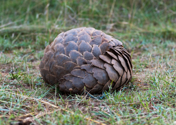 Pangolin curled into a ball.