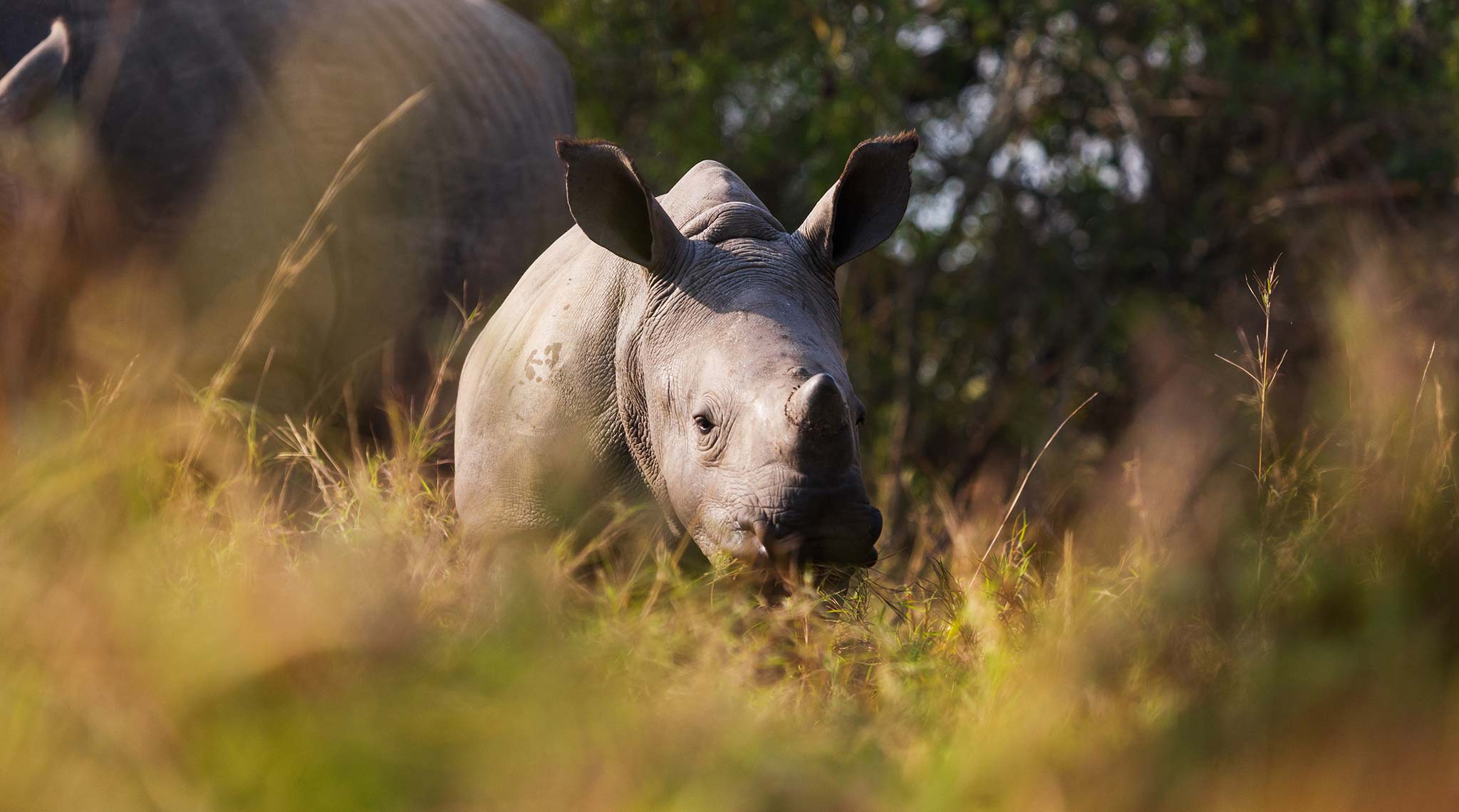 Baby rhino with mother in wild