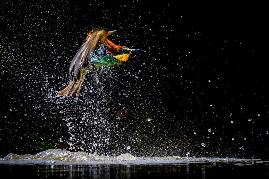 Europäischer Bienenfresser überm Wasser - Gewinnerfoto der Kategorie „Colourful Africa“ von John Mullineux