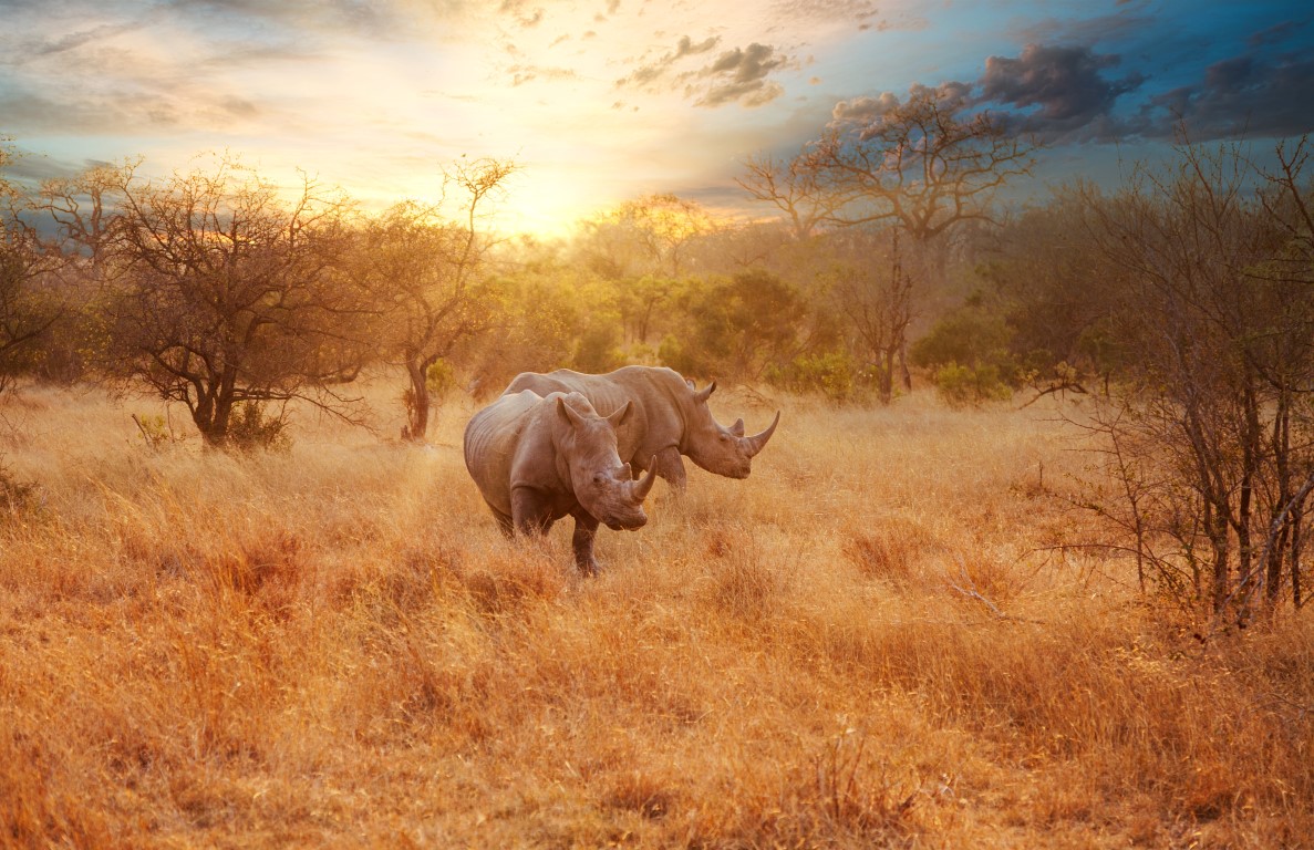 rhinos in the bush