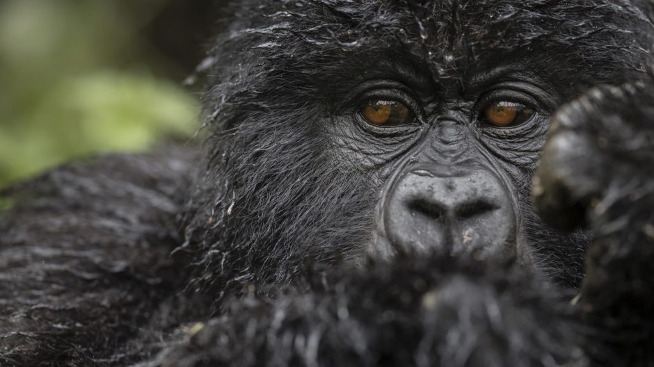 Mire a los ojos de poderosos primates