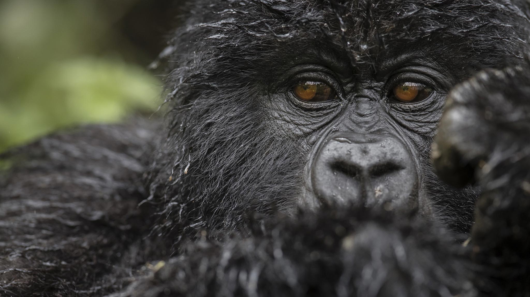 Close-up of a gorilla in Rwanda at Singita Kwitonda, 