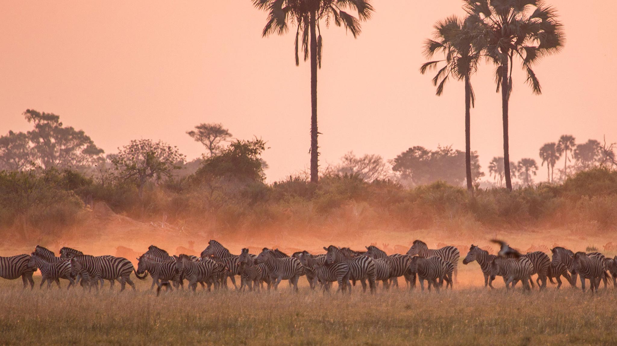 Zebra migration in Botswana