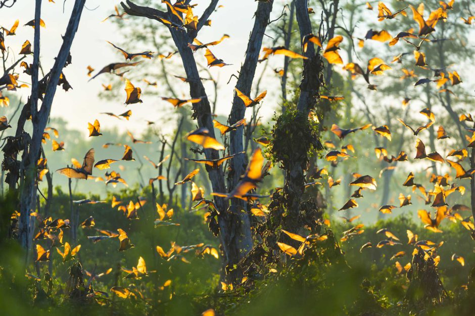 Bats flocking together during the bat migration in Zambia