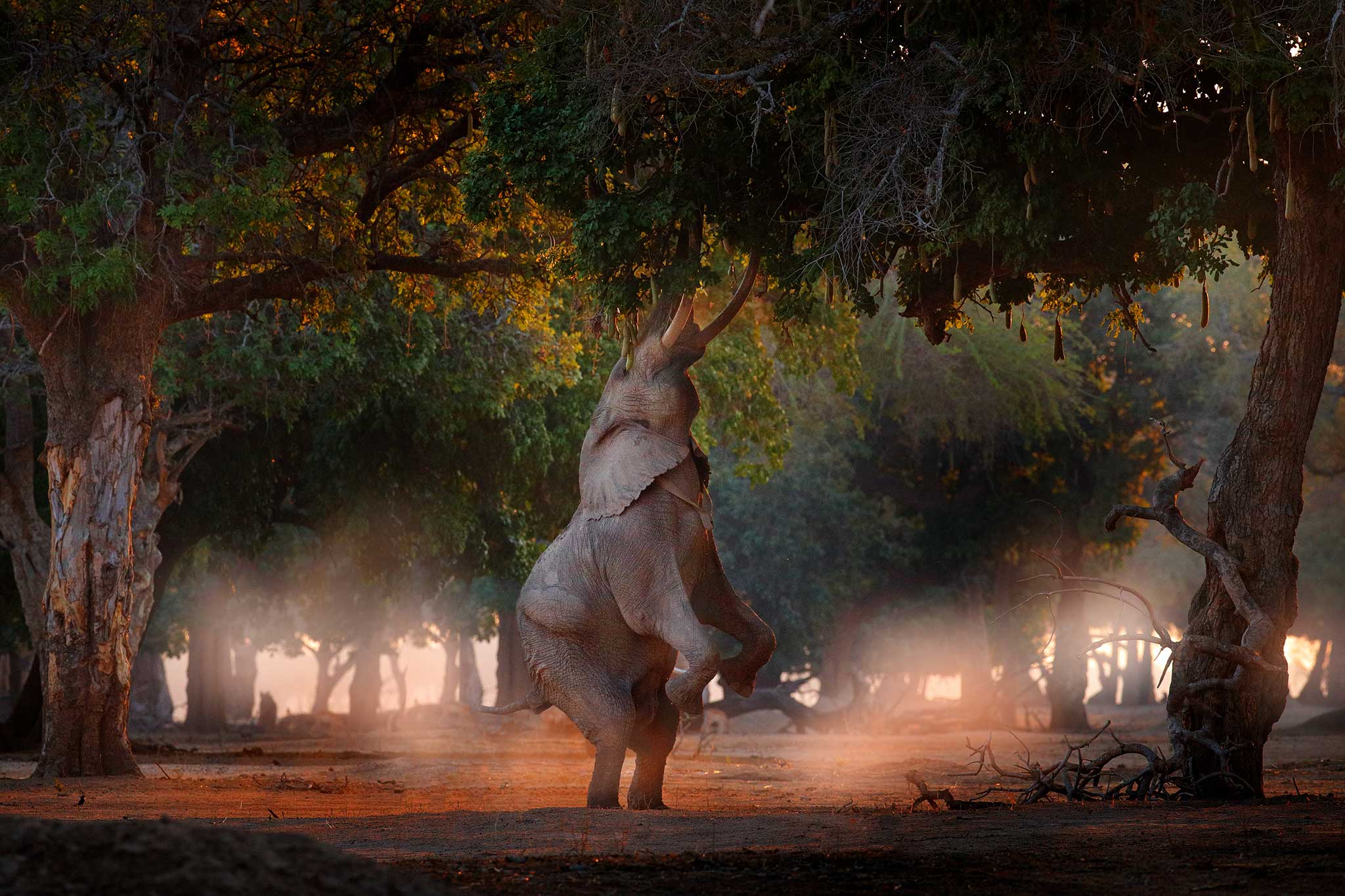 Famous Mana Pool elephant stands on his hind legs to reach food in the trees