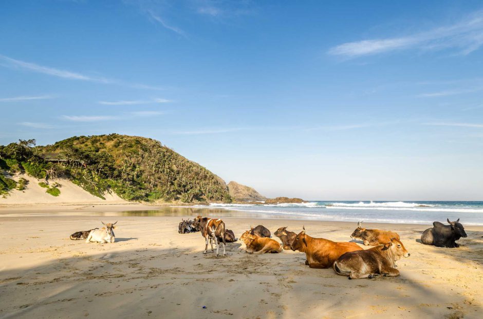 Las vacas descansando en la playa son una vista común en la Costa Salvaje