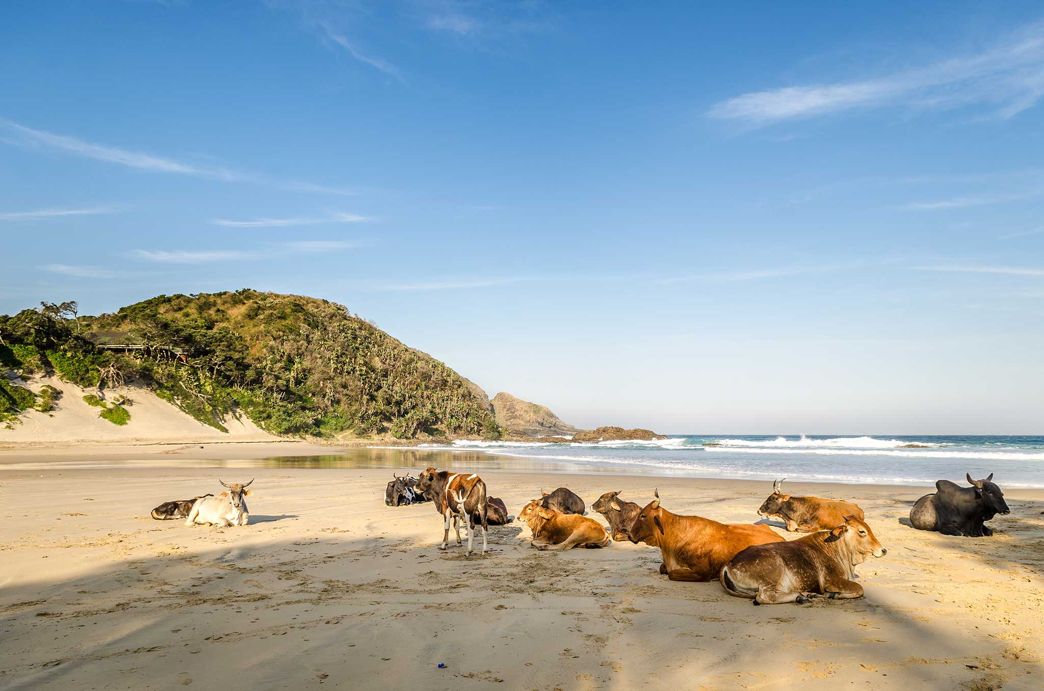 Cows lying on the beach in the Wild Coast of South Africa's eastern cape