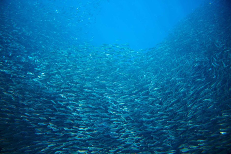 Sardine colony during sardine migration in KwaZulu-Natal