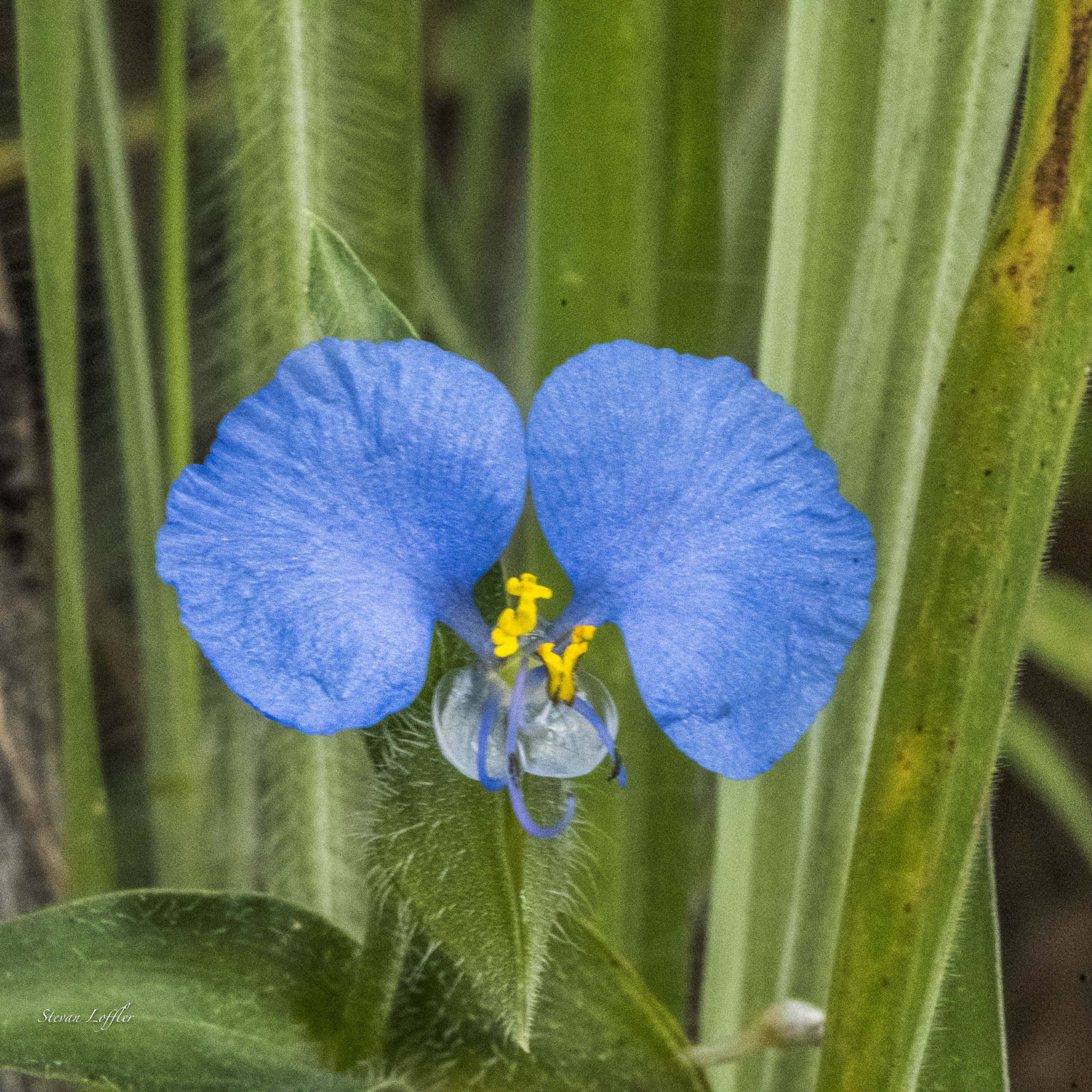 Blue Mouse Ears flower at Silvan Safari 