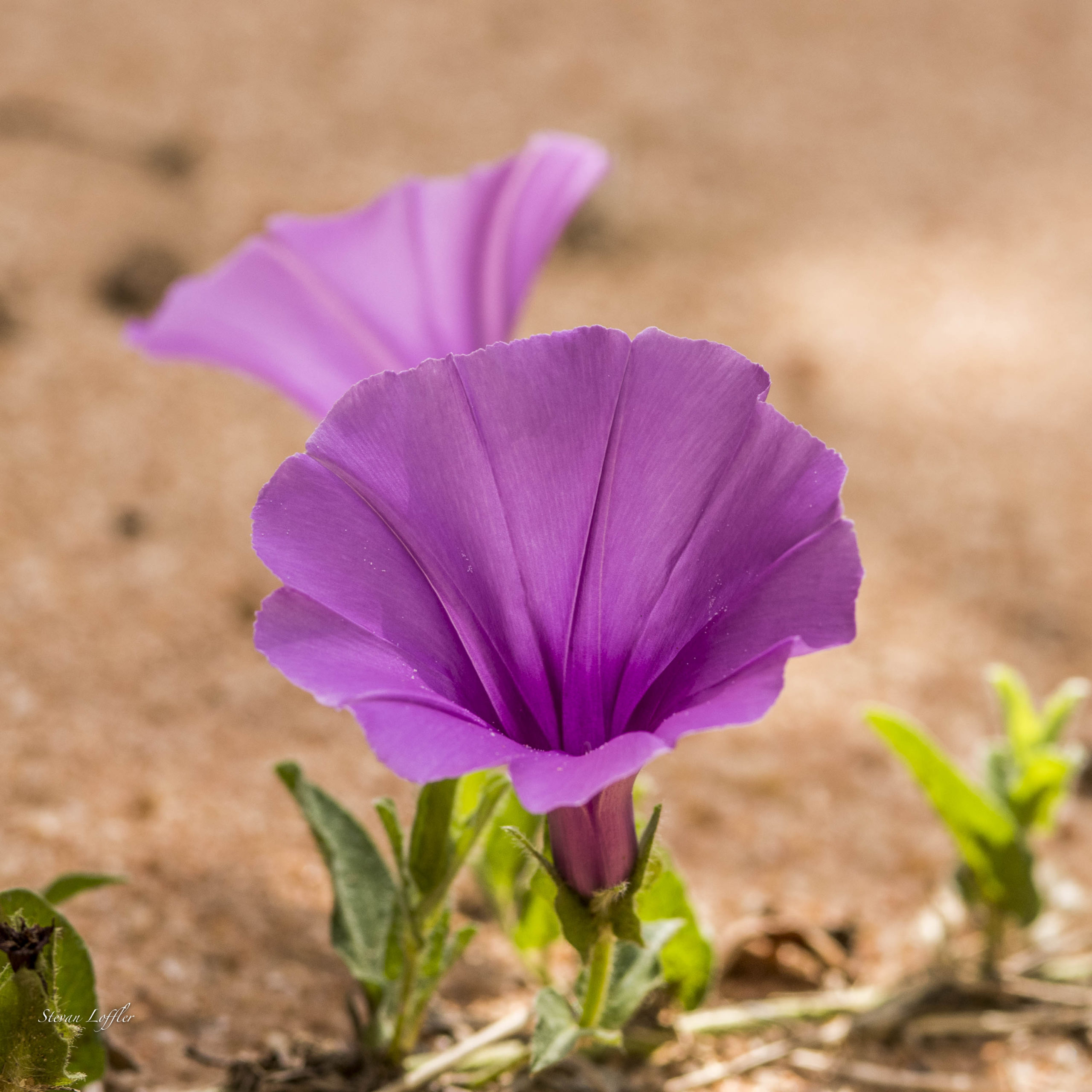 The morning glory flower at Silvan