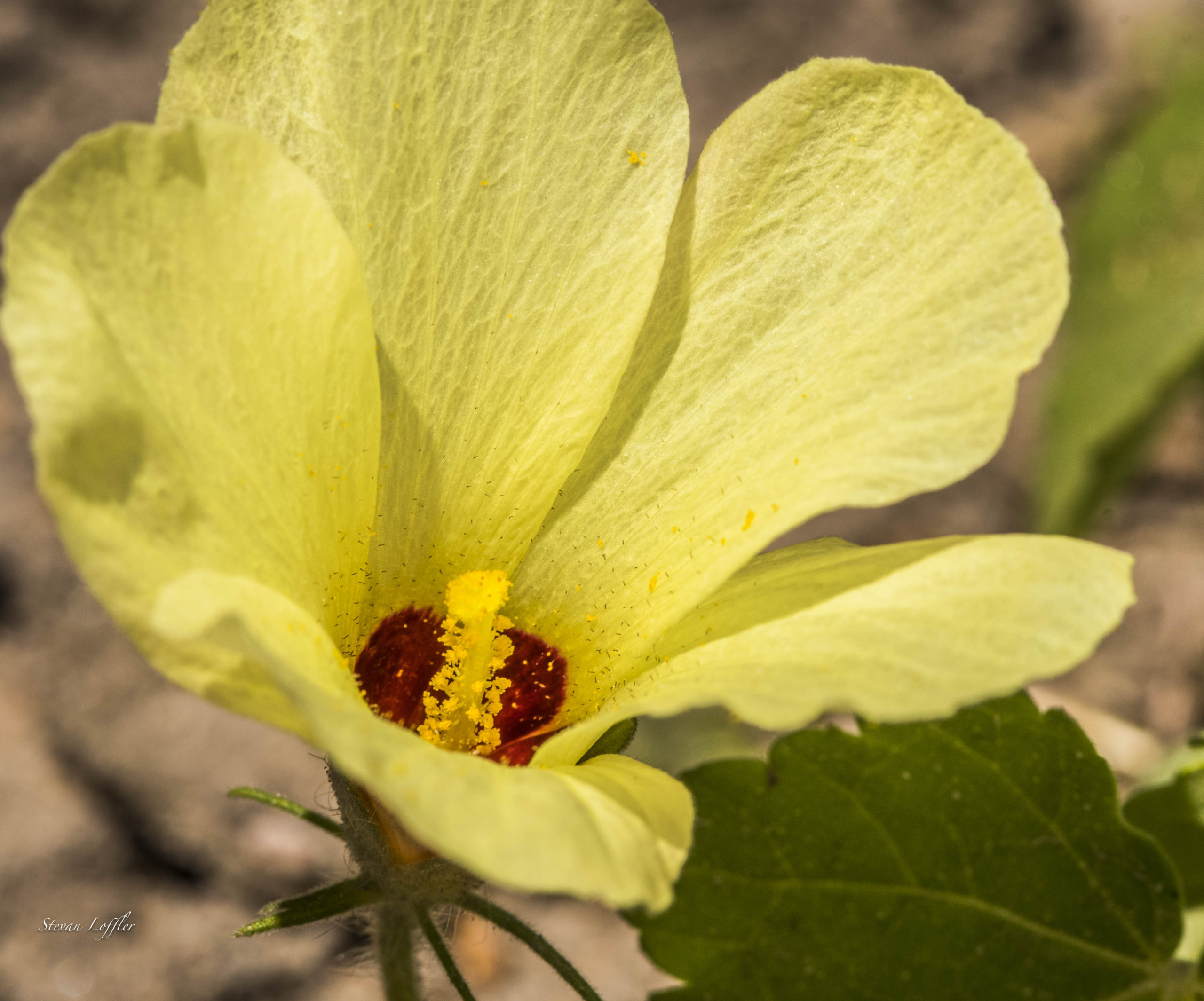 Yellow wild hibiscus at Silvan