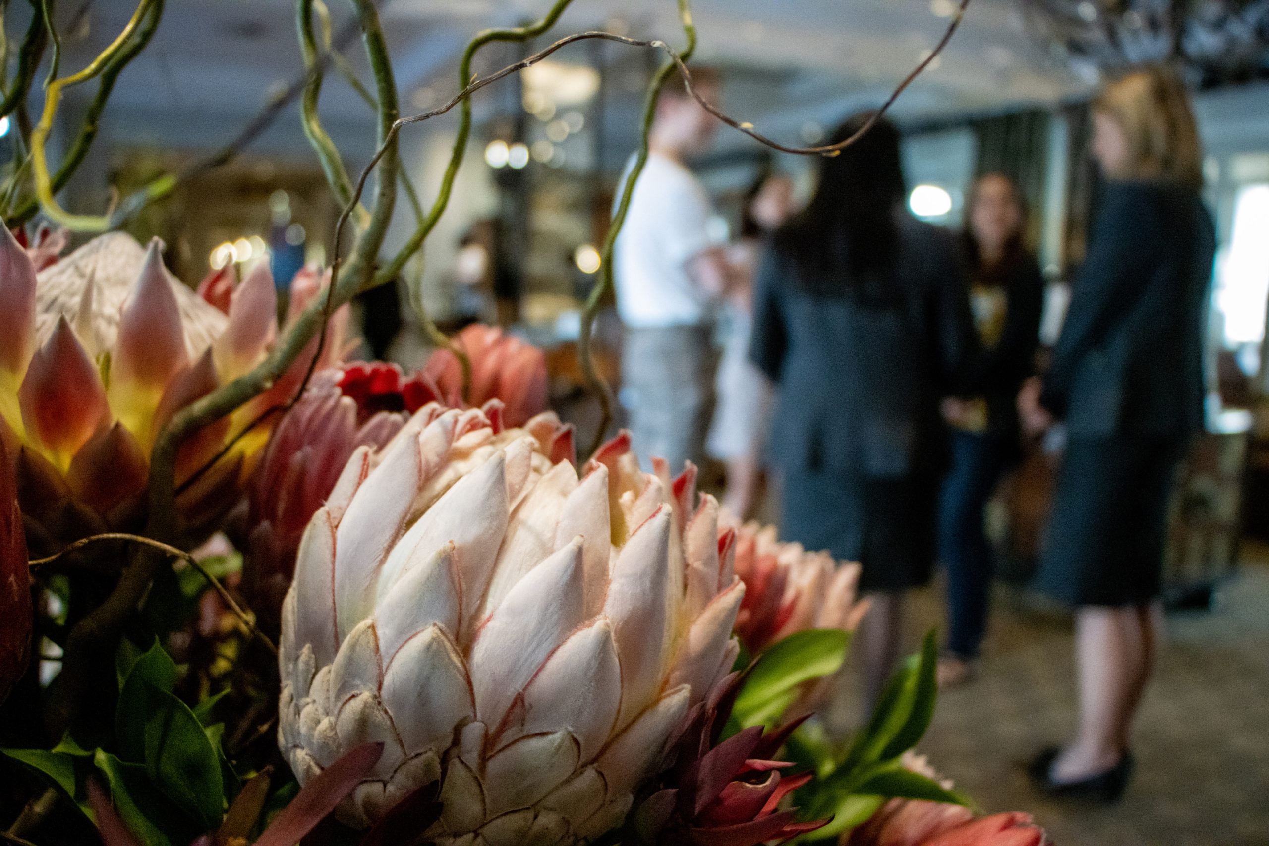 Proteas at Cape Grace Hotel and Spa