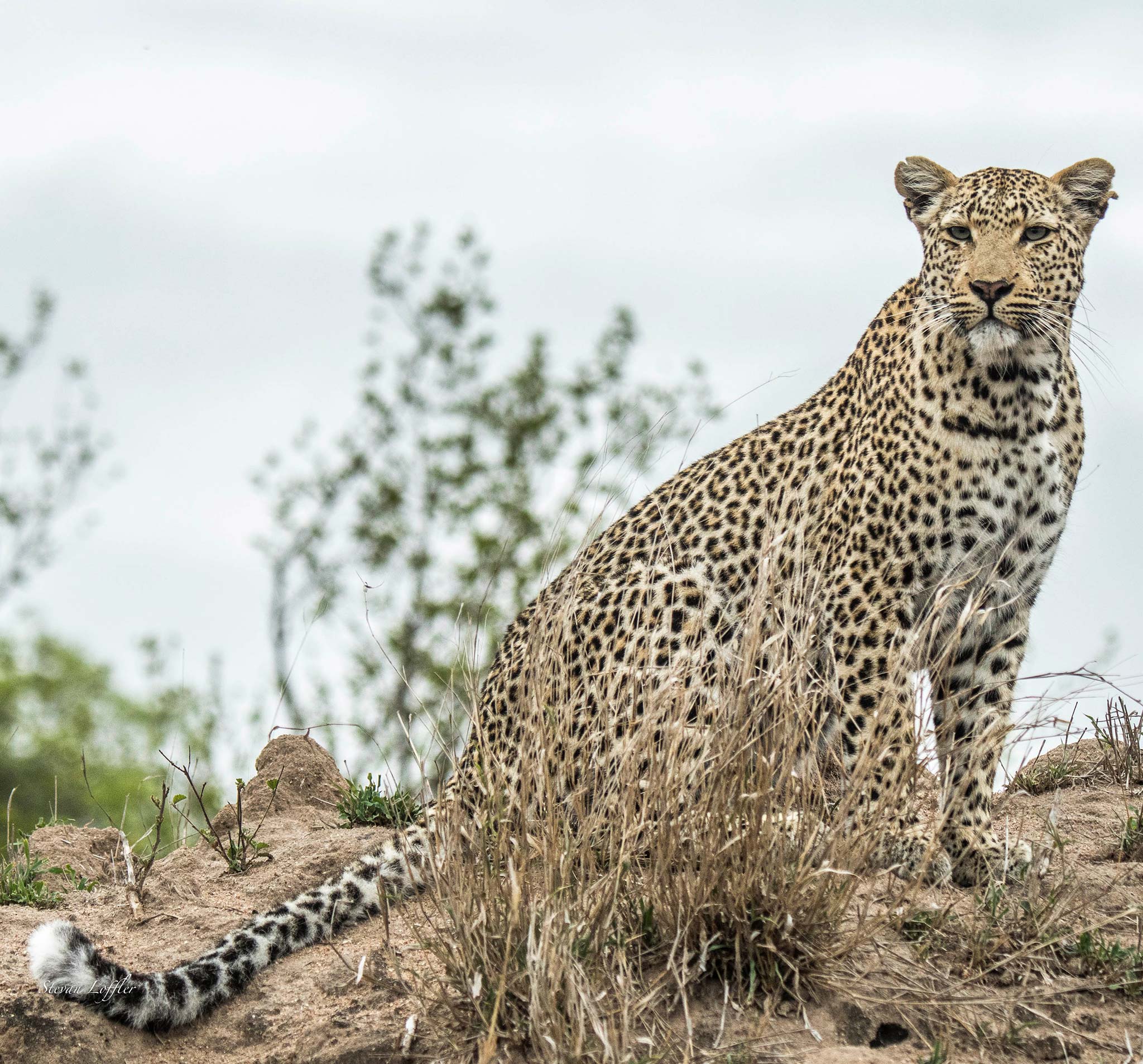 Makomsava leopard at Silvan Safari