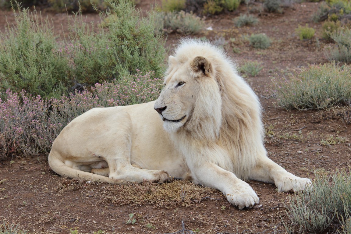 Weißer Löwe im Sanbona Wildlife Reserve in der Klein Karoo