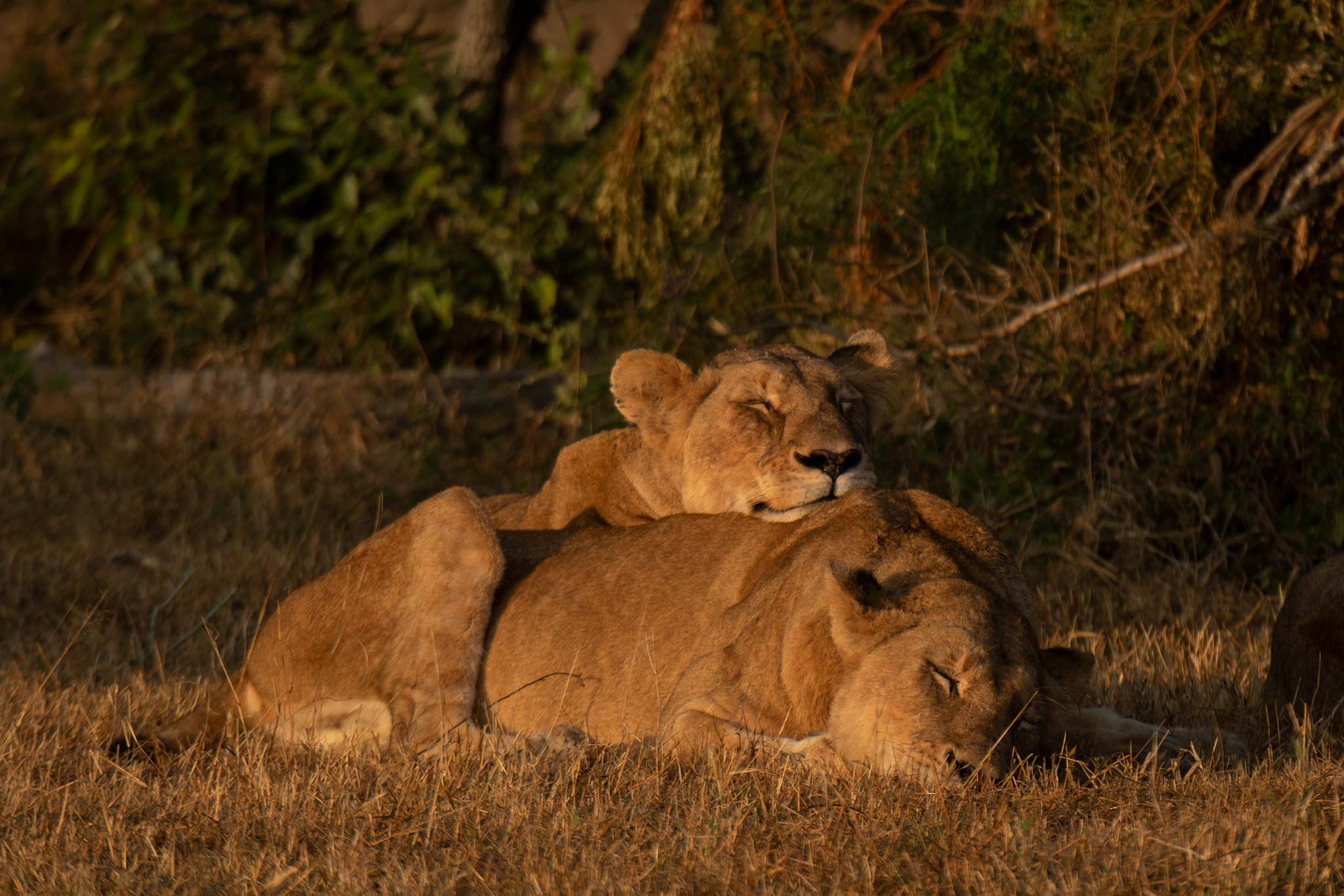 Lionesses napping at Silvan Safari