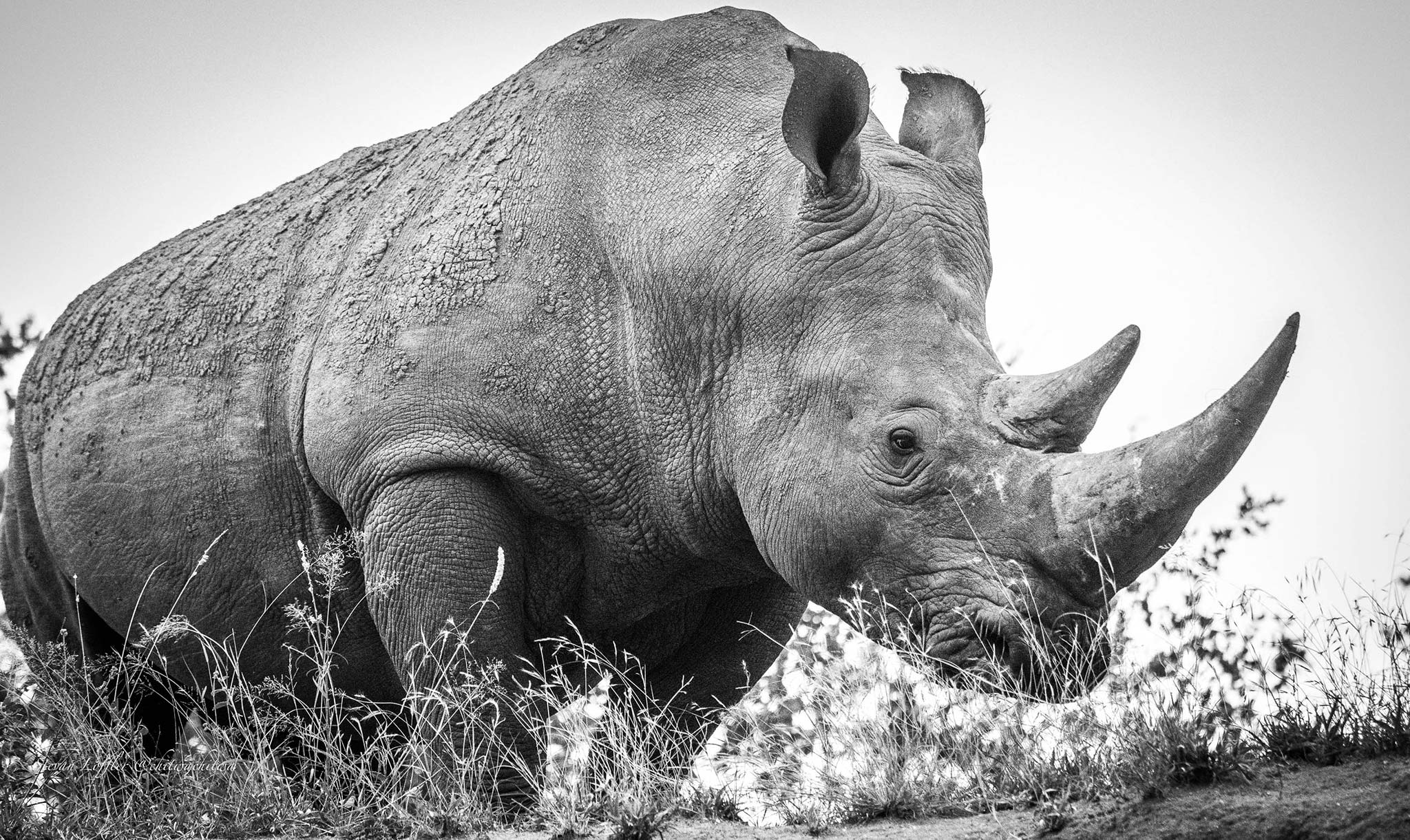 White rhino at Silvan Safari