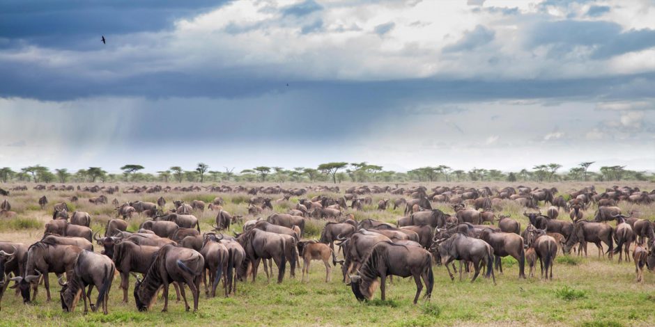 The Great Migration on the plains in the Serengeti