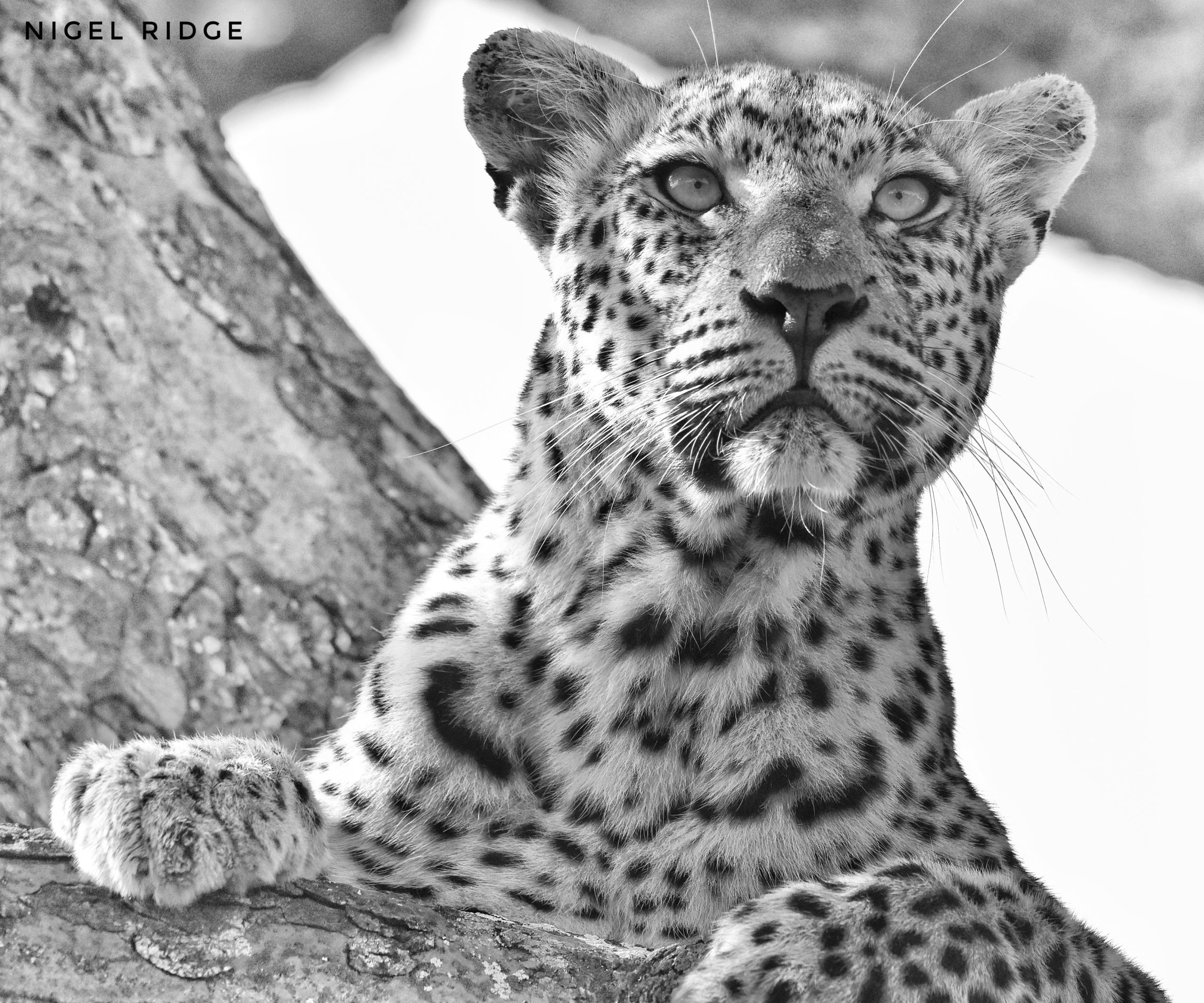 tiyani-leopard-silvan-b&w