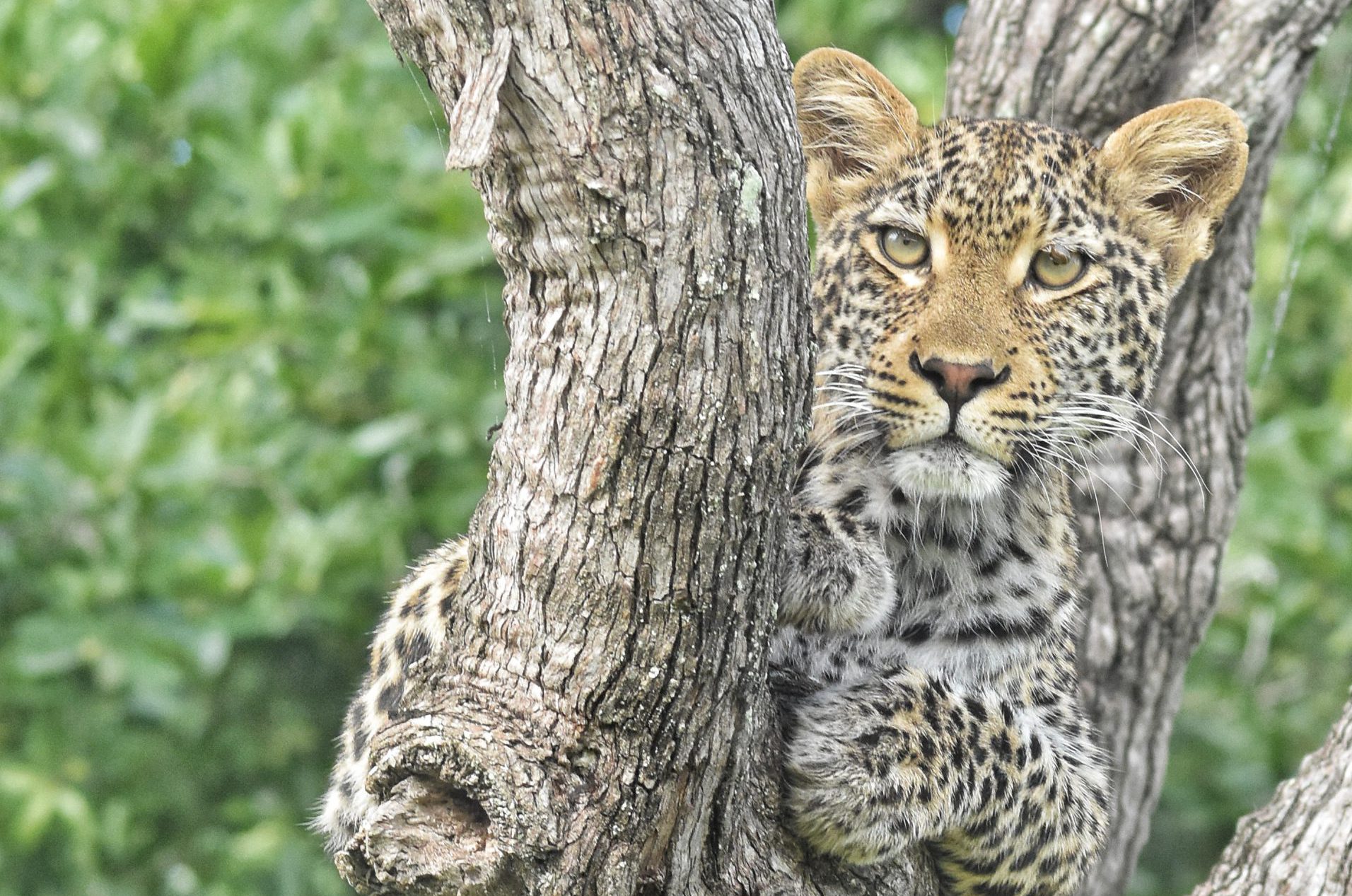 Langa leopard at Silvan in a tree