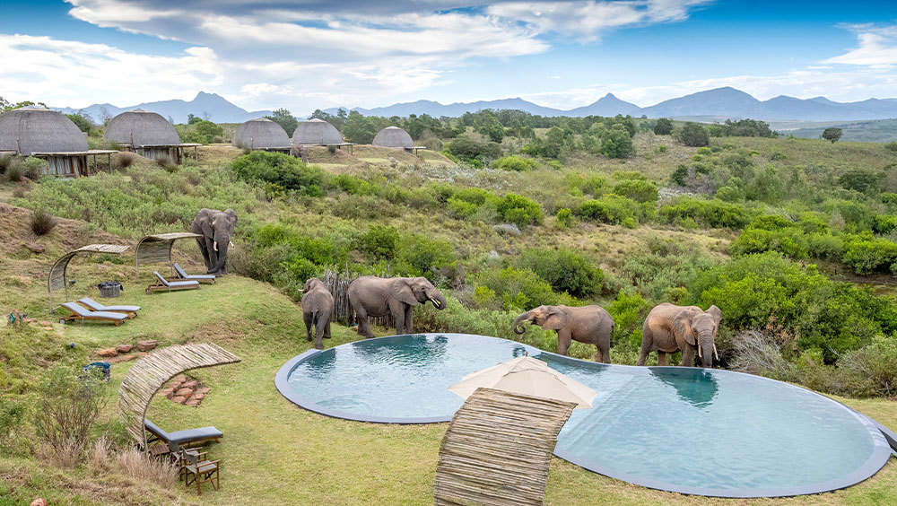 Elephants drinking from pools at Gondwana Game Reserve 